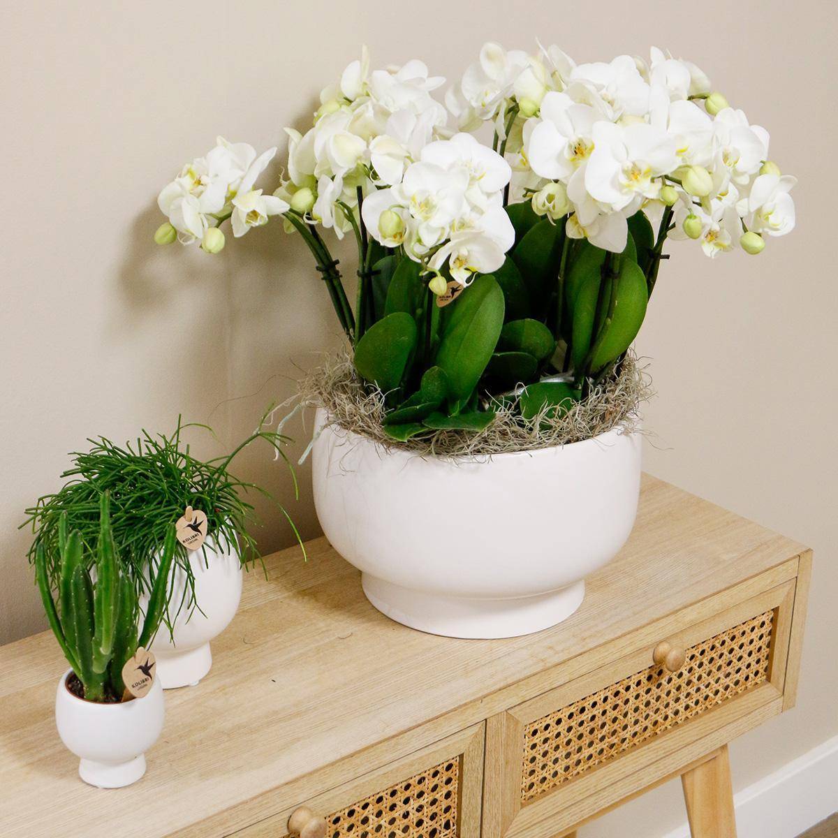 La Green Touch - Orchidées blanches en plat Scandic avec réservoir 45cm - Plante d'intérieur- La Green Touch - Image 3