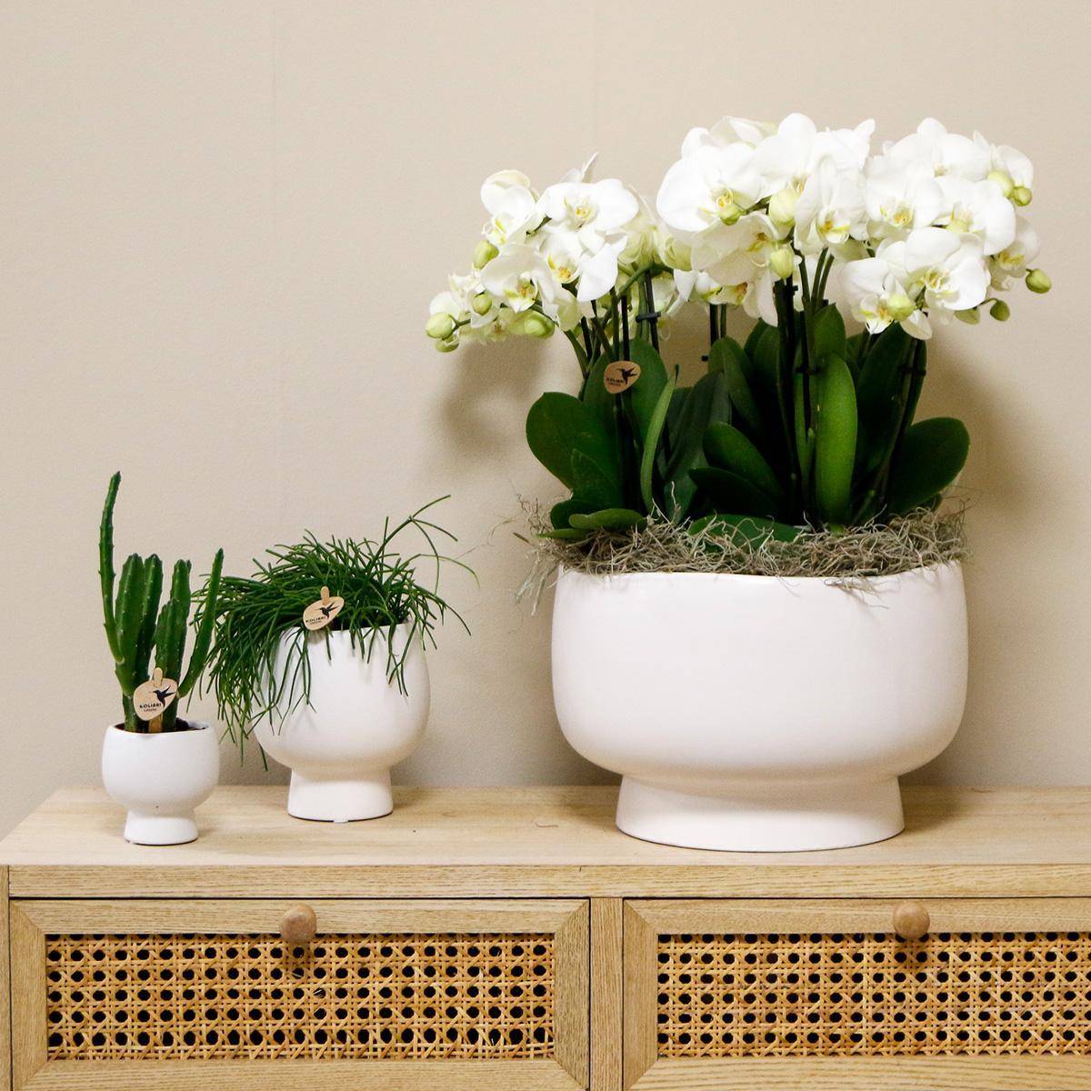 La Green Touch - Orchidées blanches en plat Scandic avec réservoir 45cm - Plante d'intérieur- La Green Touch - Image 2