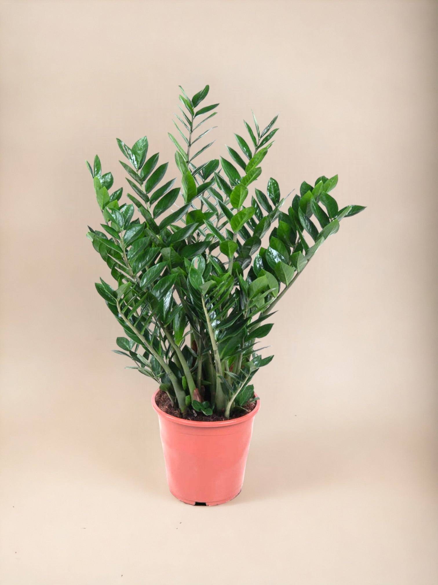 La Green Touch - Zamioculcas Zamiifolia 100cm - Plante d'intérieur- La Green Touch - Image 3