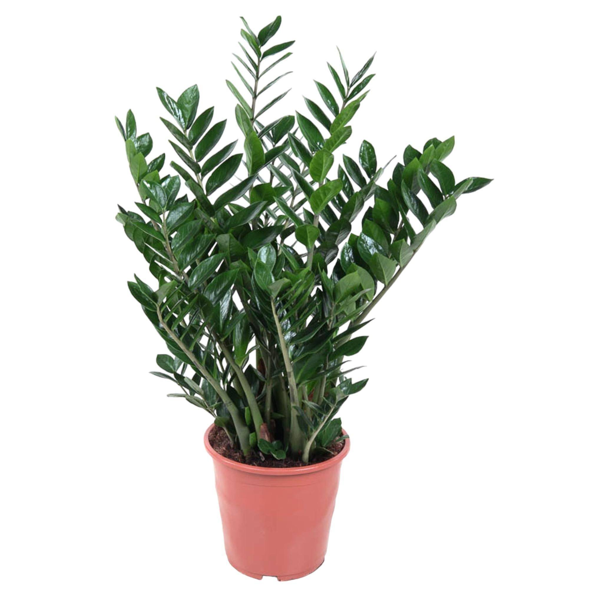 La Green Touch - Zamioculcas Zamiifolia 100cm - Plante d'intérieur- La Green Touch - Image 2