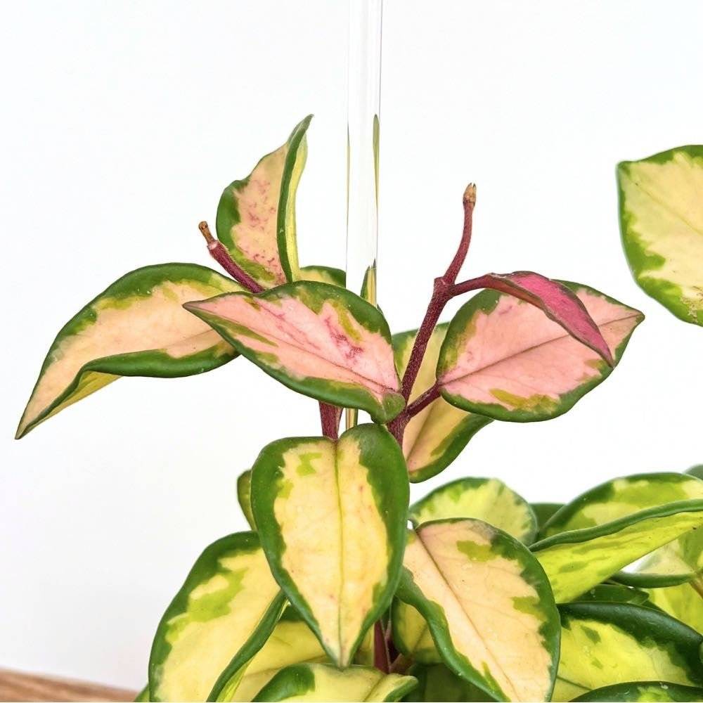 Tuteur Hoya - Tuteur Arche pour Hoya - Support pour plantes grimpantes - S - X1 - Image 7