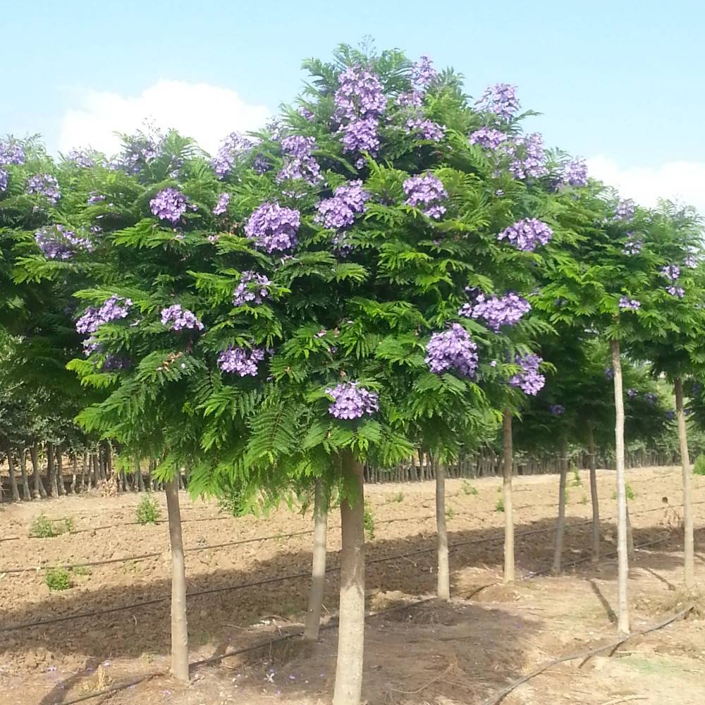 Arbre fougère - Flamboyant bleu - Jacaranda mimosifolia Bonsai Blue 'Sakai01' à fleurs Bleue/ - feuillage Caduc - Pot de 7,5L - 60/80 cm - Image 1