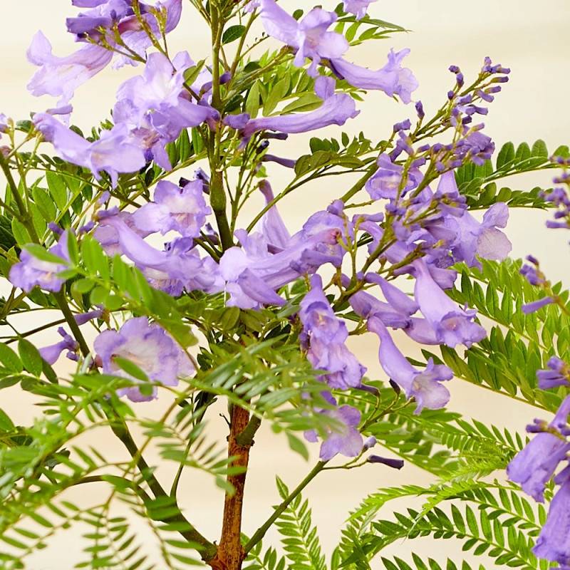 Arbre fougère - Flamboyant bleu - Jacaranda mimosifolia Bonsai Blue 'Sakai01' à fleurs Bleue/ - feuillage Caduc - Pot de 7,5L - 60/80 cm - Image 2