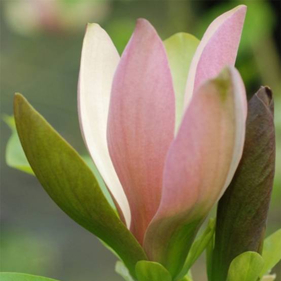Promesse de Fleurs - Magnolia brooklynensis Eva Maria Pot de 4L/5L