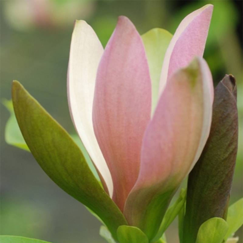 Promesse de Fleurs - Magnolia brooklynensis Eva Maria Pot de 4L/5L