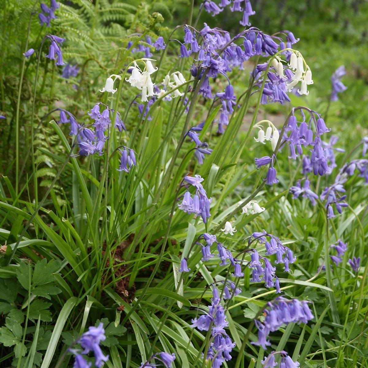 Promesse de Fleurs - Collection Jacinthe des bois Blanc/Bleu - Collection de 20 plantes