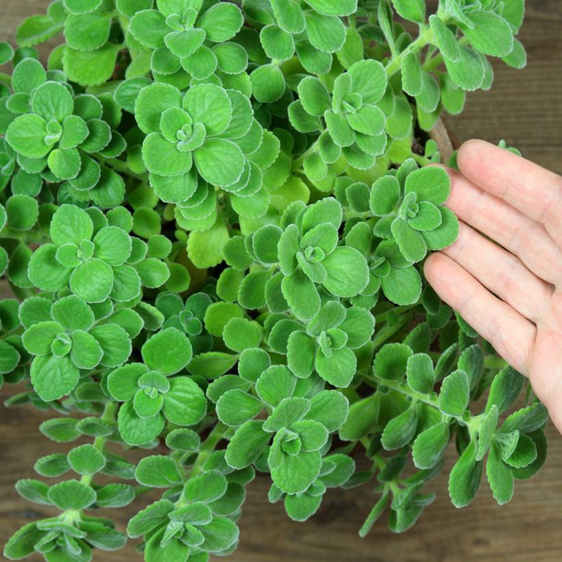 Origan cubain - Plectranthus amboinicus Godet de 8/9 cm
