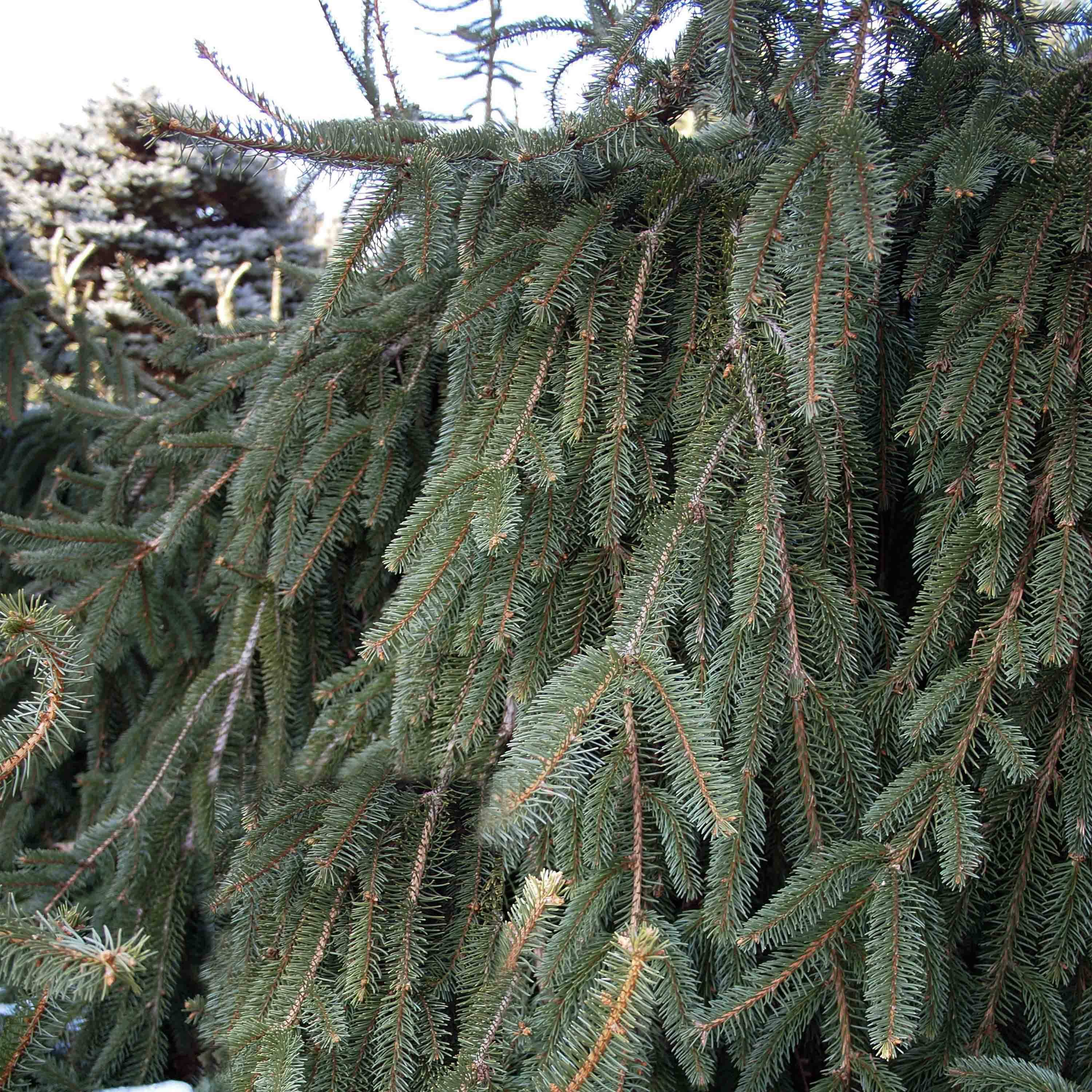 Promesse de Fleurs - Épicéa pleureur - Picea abies Inversa                        Pièce
