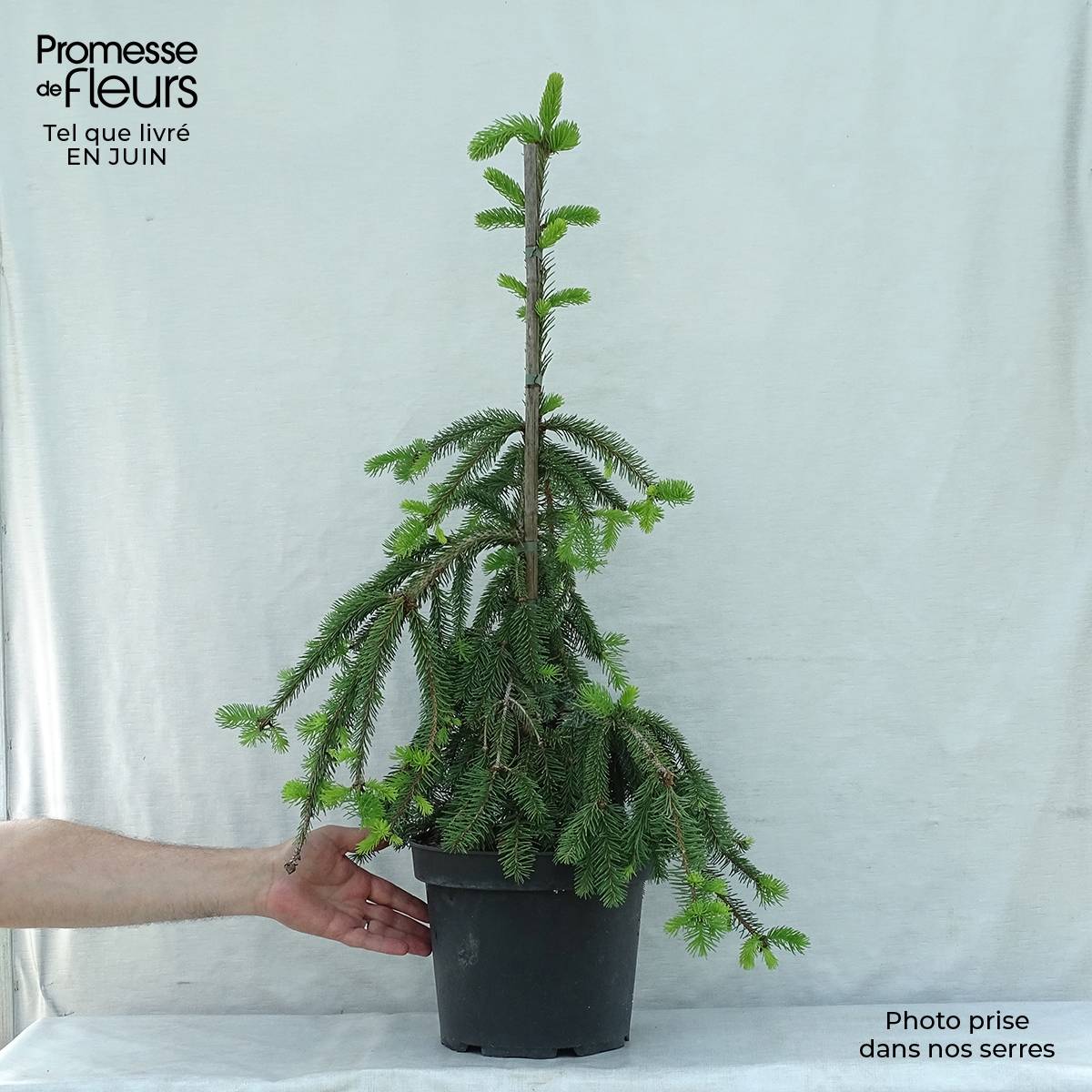 Promesse de Fleurs - Épicéa pleureur - Picea abies Inversa Pièce - Image 2