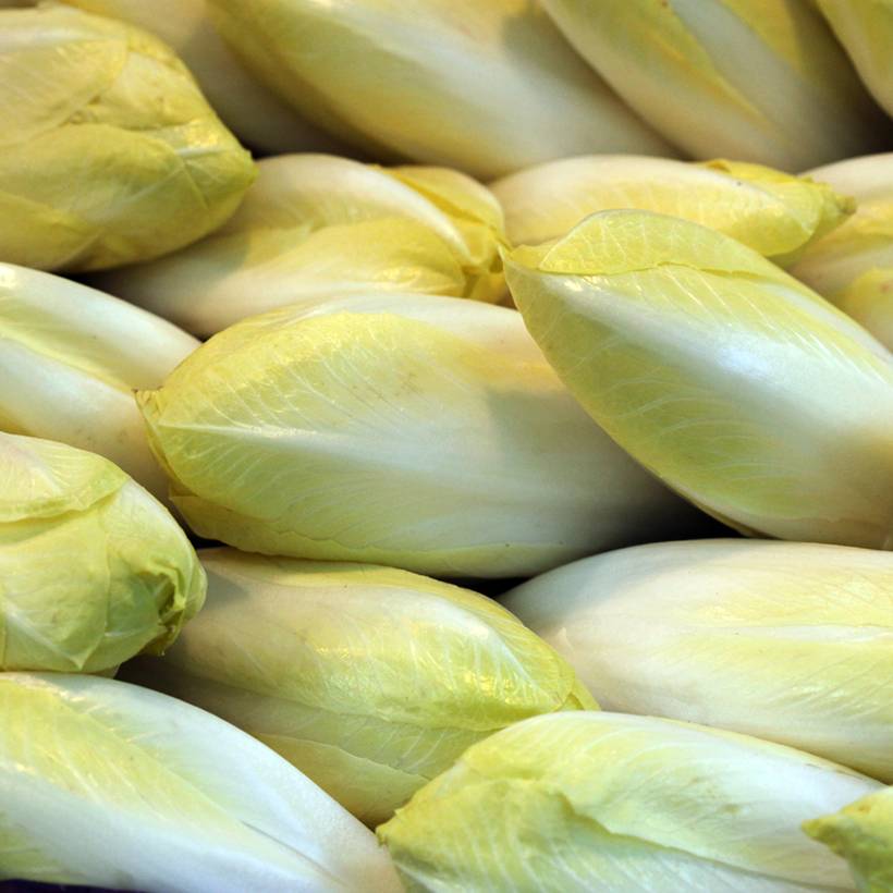 Chicorée endive Witloof Atlas F1 Graines
