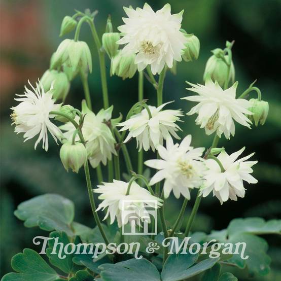 Graines d'Ancolie des jardins Green Apples - Aquilegia x hybrida le sachet de 100 graines environ (0,1g)