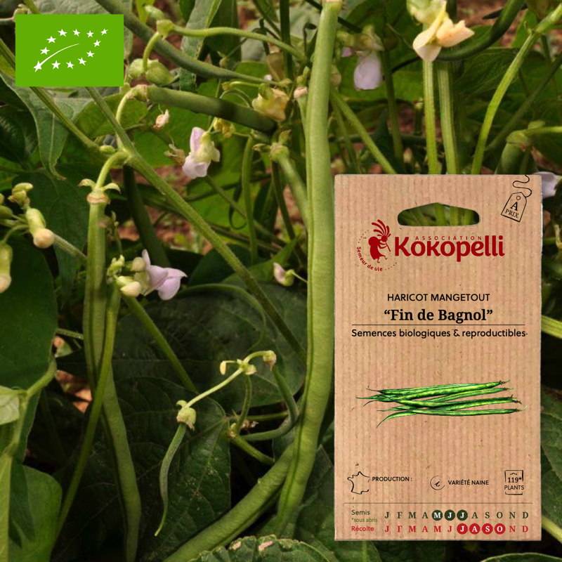 Haricot Mangetout Nain Fin de Bagnol- Graines bio à semer - Image 1