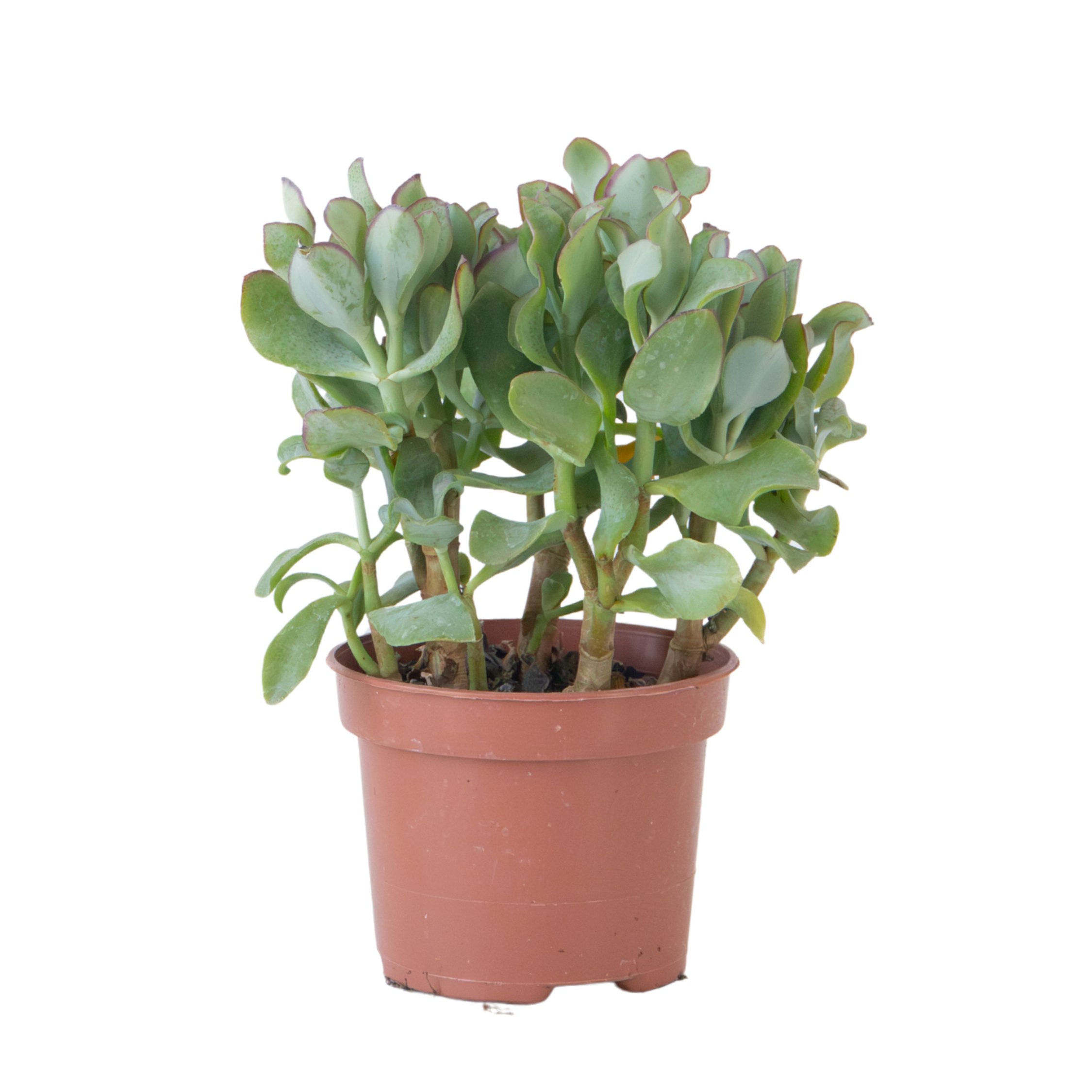 Plant In A Box - Plante de jade - Crassula arborescens 'Curly' - Hauteur 15-25 cm - Pot 12 cm - Image 1