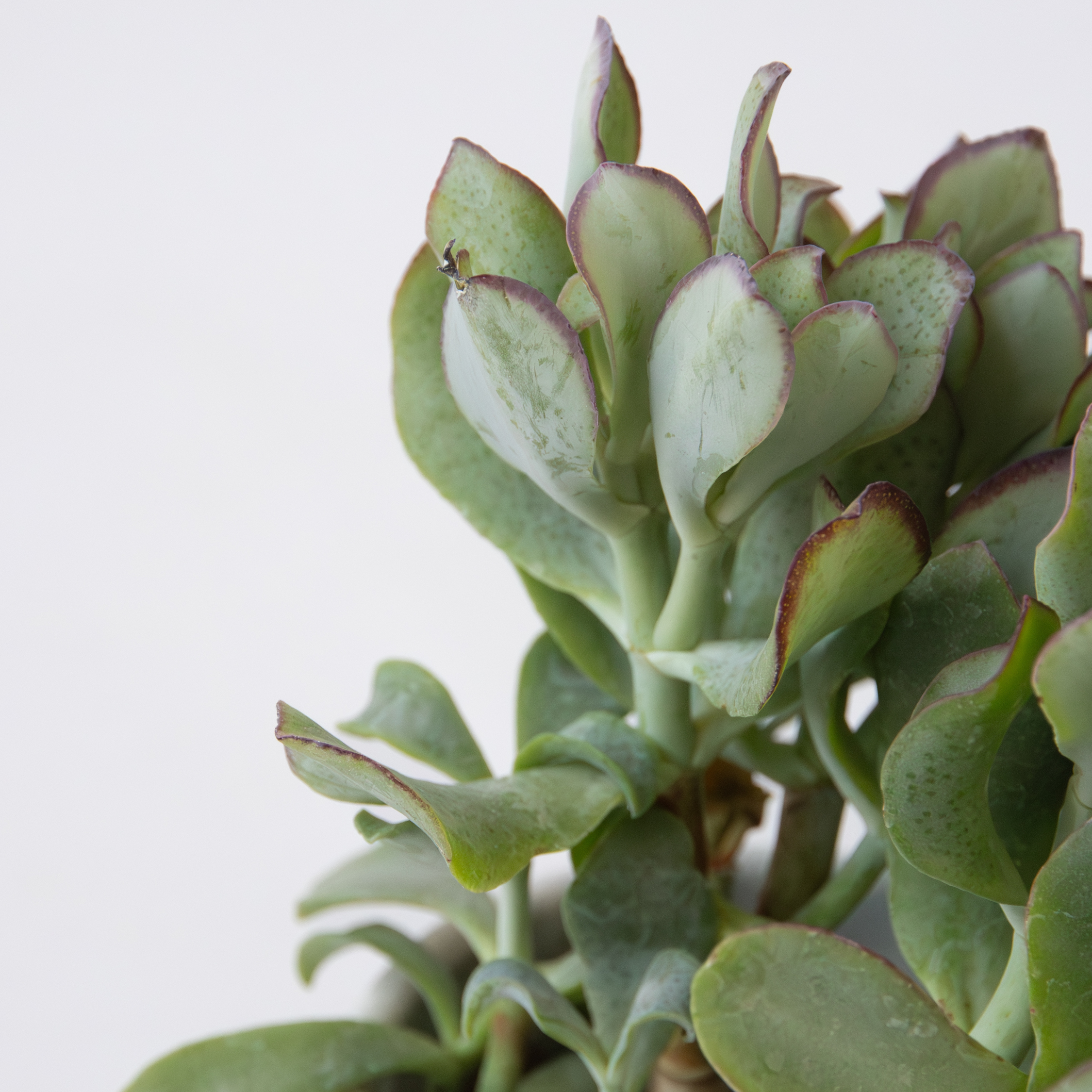 Plant In A Box - Plante de jade - Crassula arborescens 'Curly' - Hauteur 15-25 cm - Pot 12 cm - Image 4