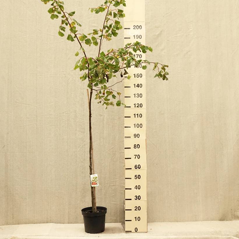 Promesse de Fleurs - Tilia cordata Winter Orange - Tilleul à petites feuilles Pot de 7,5L/10L, Tige, Tige de 125 cm - Image 2