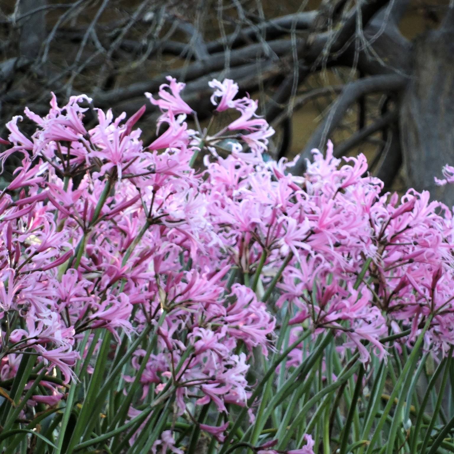 Promesse de Fleurs - Nerine bowdenii type - Lis de Guernesey Pot de 12 cm / 13 cm calibre 12/14