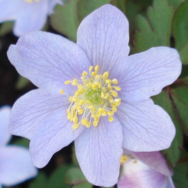 Promesse de Fleurs - Anemone nemorosa Robinsoniana - Anémone des bois Godet de 8/9 cm calibre I