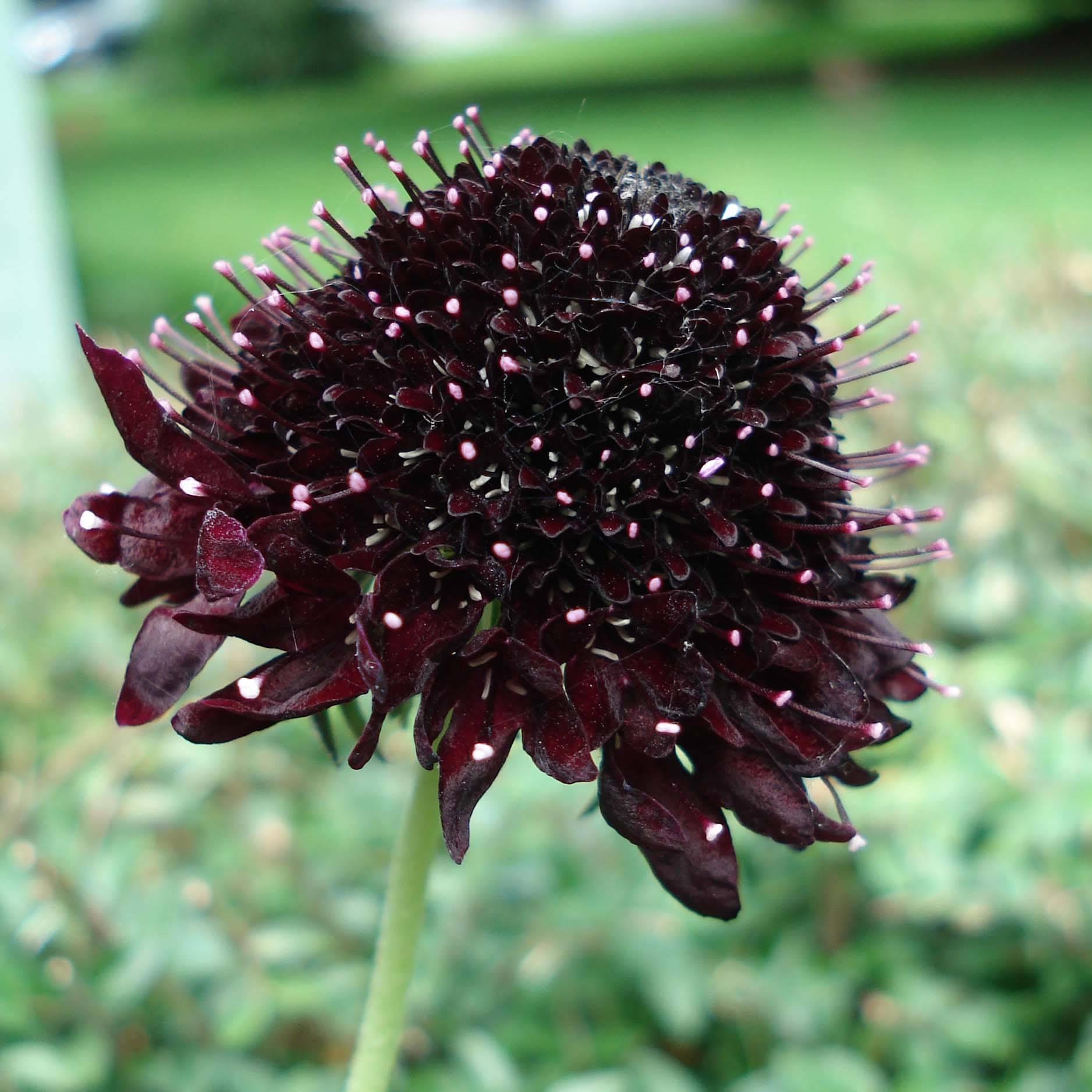 Scabieuse noire - Scabiosa Chile Black Godet de 7/8 cm