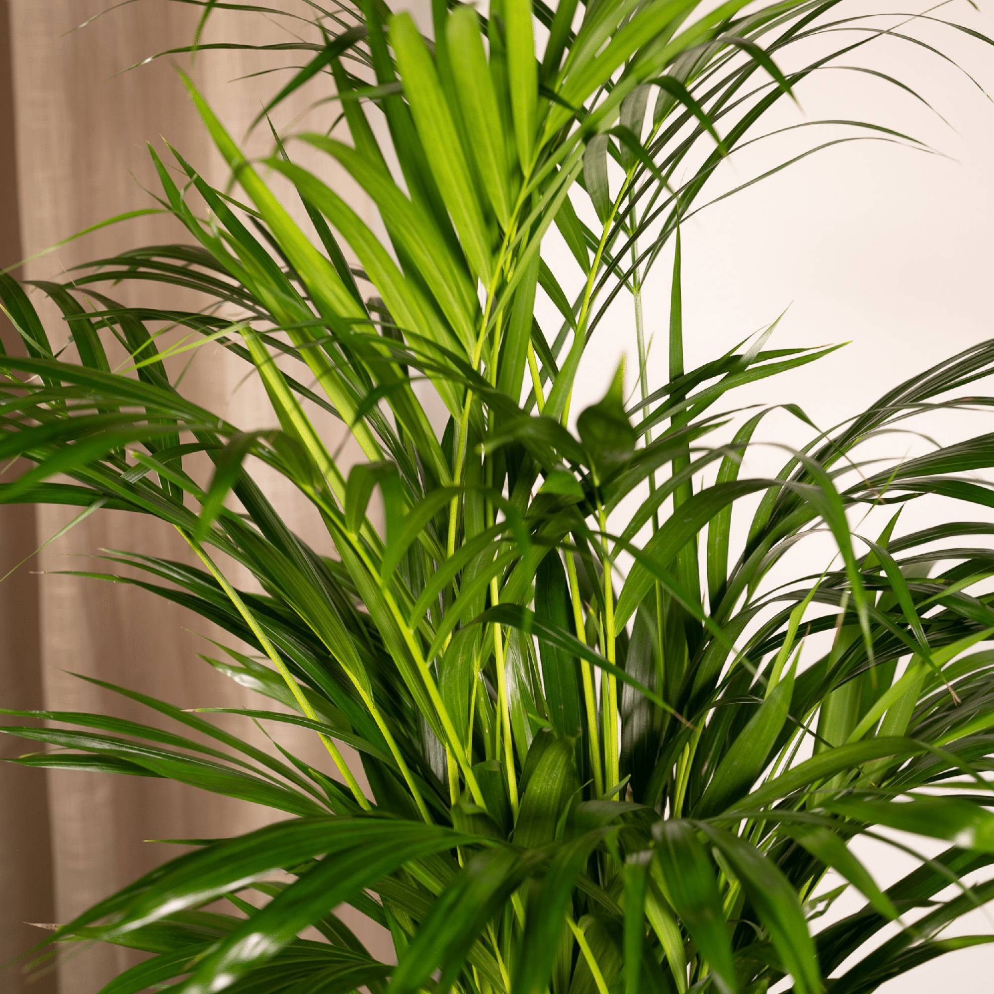 Palmier Areca - Ø17cm - ↕70cm - Plantes d'intérieur - Image 3