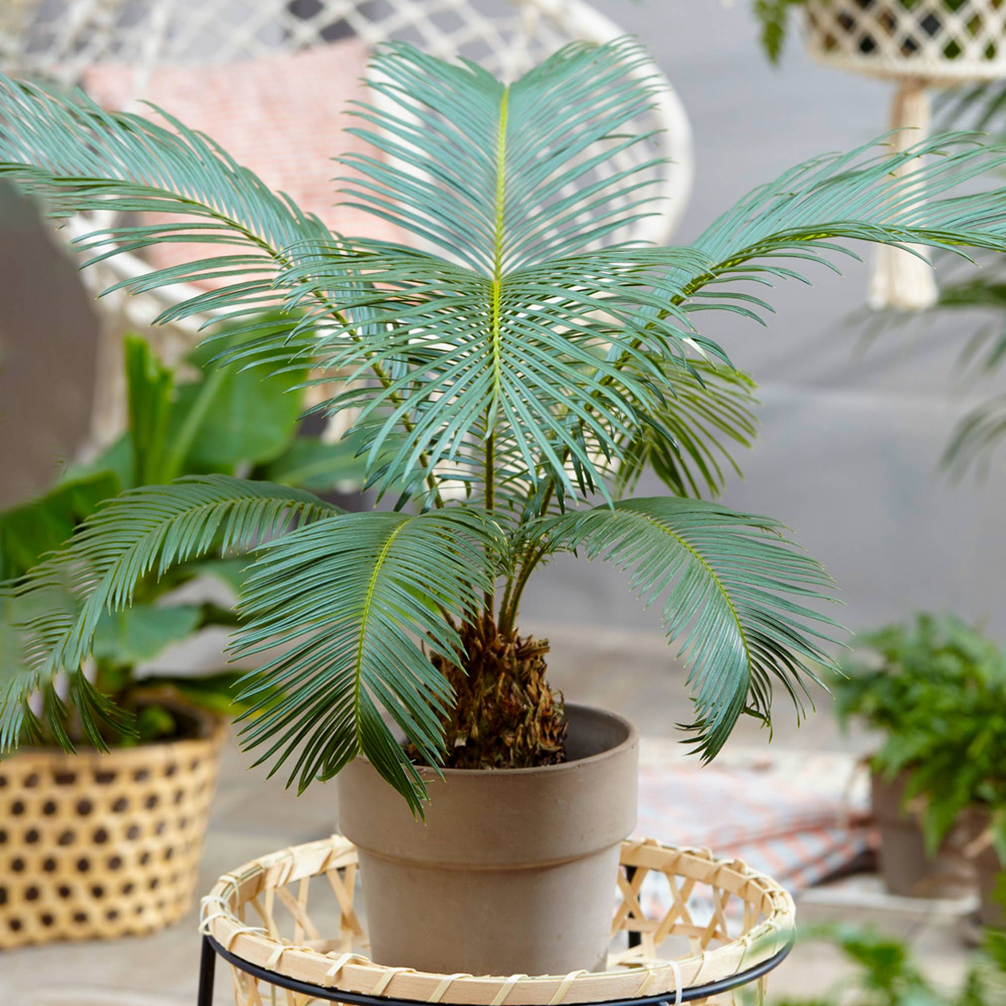 Gardenersdream - Cycas Revoluta Plante D'Intérieur | Sagoutier Populaire De 30 À 40 Cm En Vente - GardenersDream - Image 1