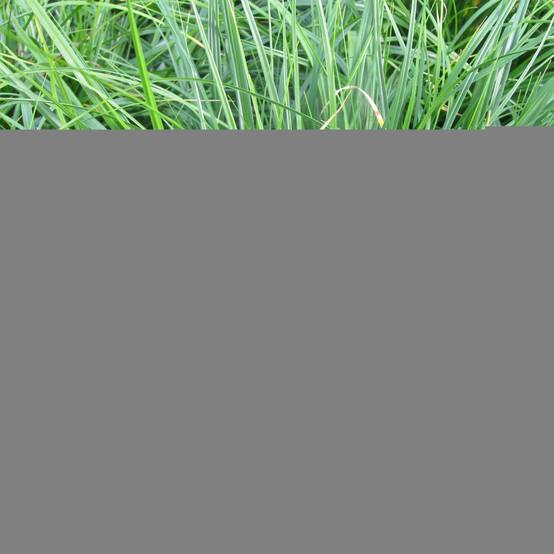 Promesse de Fleurs - Carex oshimensis Evergreen - Laîche d'Oshima Godet de 8/9 cm