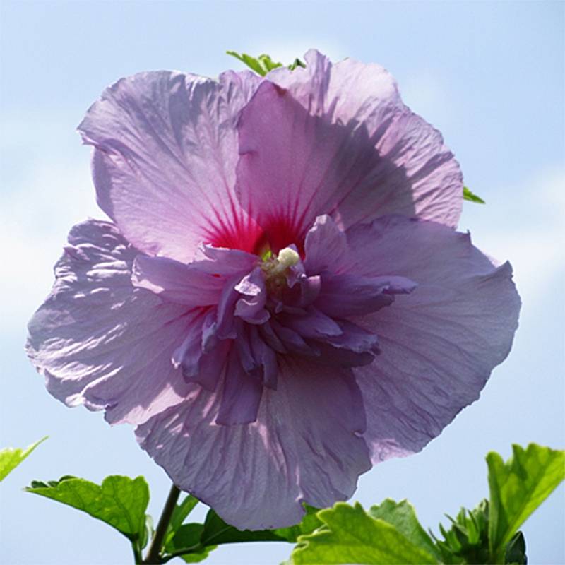 Promesse de Fleurs - Hibiscus syriacus Lavender Chiffon - Althéa rose Pot de 6L/7L - Image 1