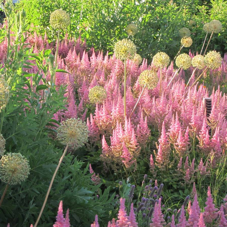 Astilbe Vision in Pink Godet de 8/9 cm
