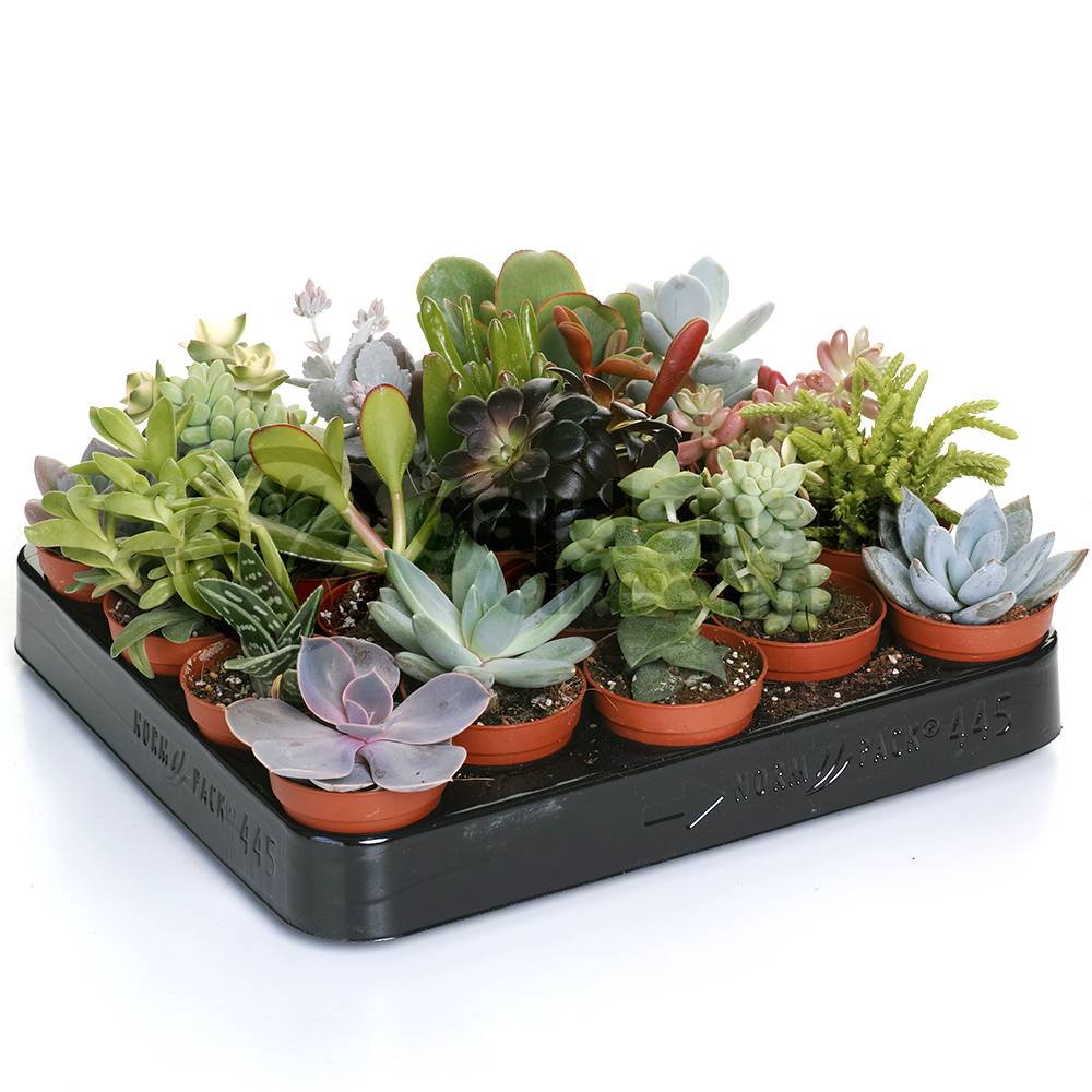 Gardenersdream - Mélange De Succulentes – 10 Plantes – Maison / Bureau Plante D’Intérieur En Pot Cadeau Parfait - GardenersDream - Image 2