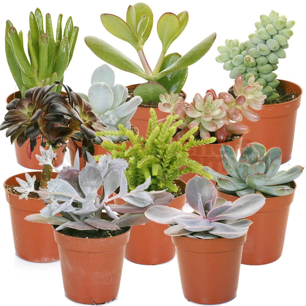 Gardenersdream - Mélange De Succulentes – 10 Plantes – Maison / Bureau Plante D’Intérieur En Pot Cadeau Parfait - GardenersDream - Image 1