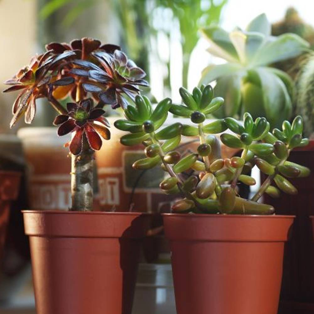 Gardenersdream - Mélange De Succulentes – 10 Plantes – Maison / Bureau Plante D’Intérieur En Pot Cadeau Parfait - GardenersDream - Image 3