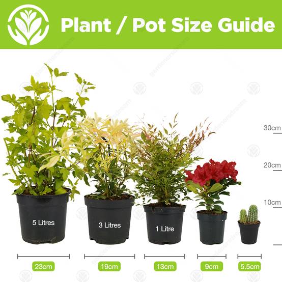 Gardenersdream - Mélange De Succulentes – 10 Plantes – Maison / Bureau Plante D’Intérieur En Pot Cadeau Parfait - GardenersDream - Image 4