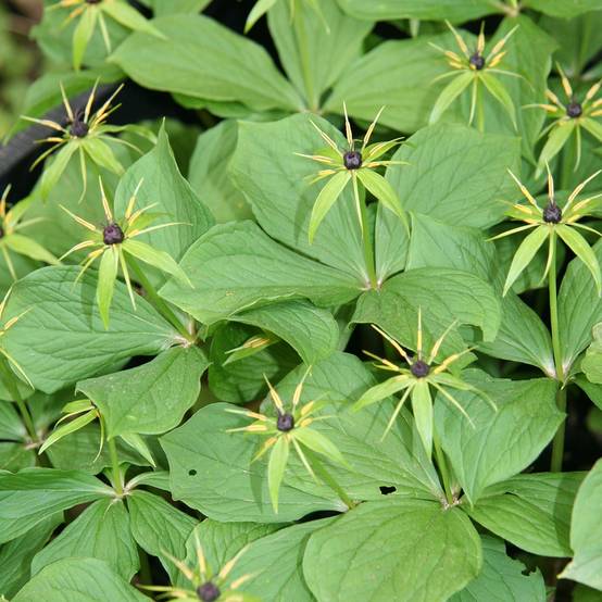 Paris quadrifolia - Parisette à quatre feuilles Godet de 8/9 cm