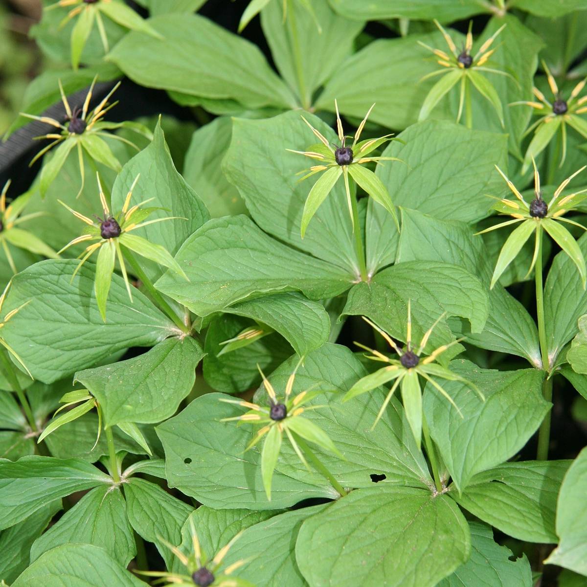 Paris quadrifolia - Parisette à quatre feuilles Godet de 8/9 cm