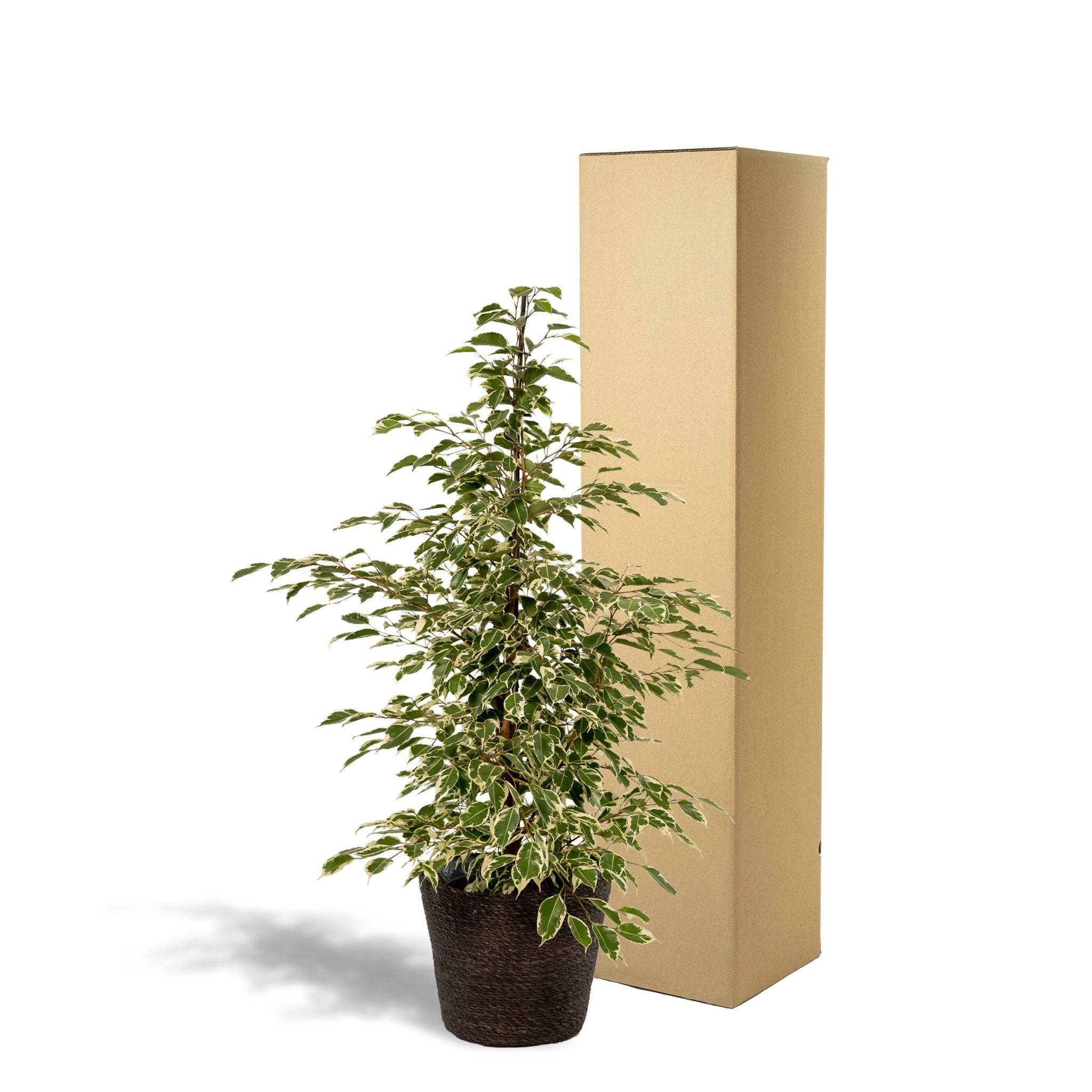 La Green Touch - Ficus Benjamina Twilight et son panier naturel noir  h95cm 95cm - Plante d'intérieur- La Green Touch - Image 4