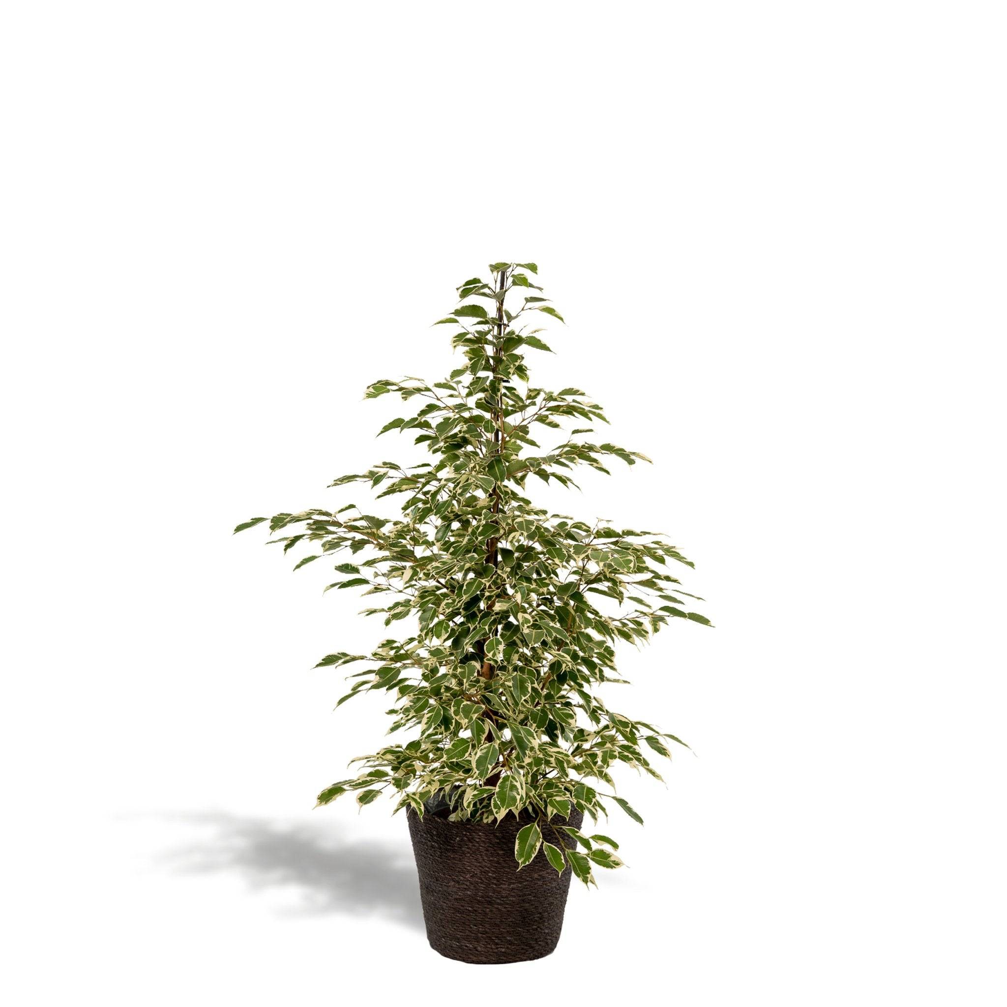 La Green Touch - Ficus Benjamina Twilight et son panier naturel noir  h95cm 95cm - Plante d'intérieur- La Green Touch - Image 2
