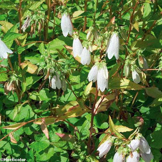 Campanule takesimana - Campanule de Corée Godet de 8/9 cm