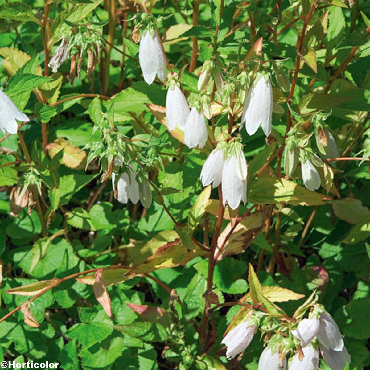Campanule takesimana - Campanule de Corée Godet de 8/9 cm
