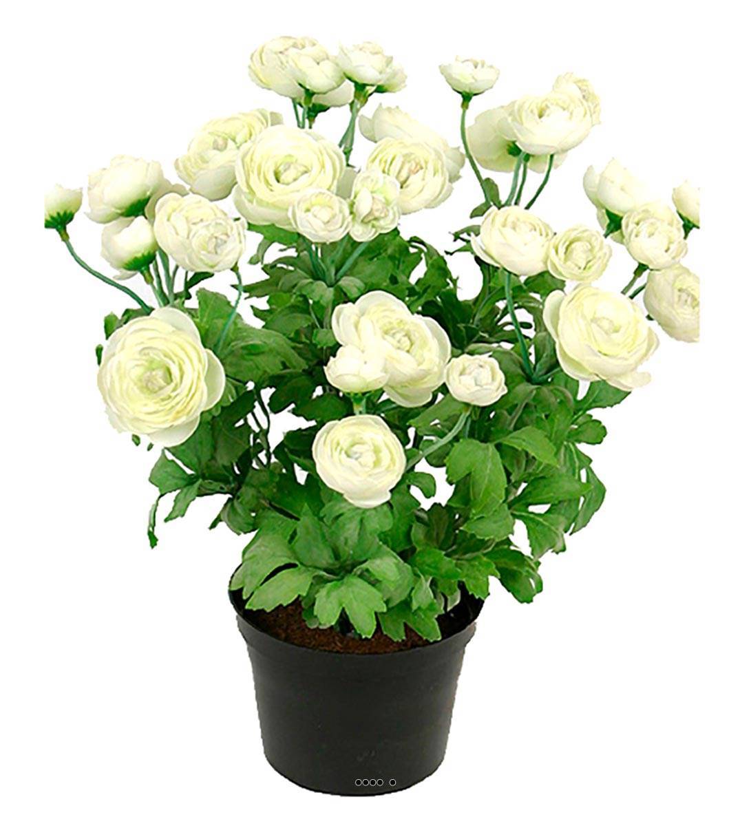 Artificielles - Renoncule factice en pot H28cm 32 fleurs artificielles superbes Crème - couleur: Crème - Image 2