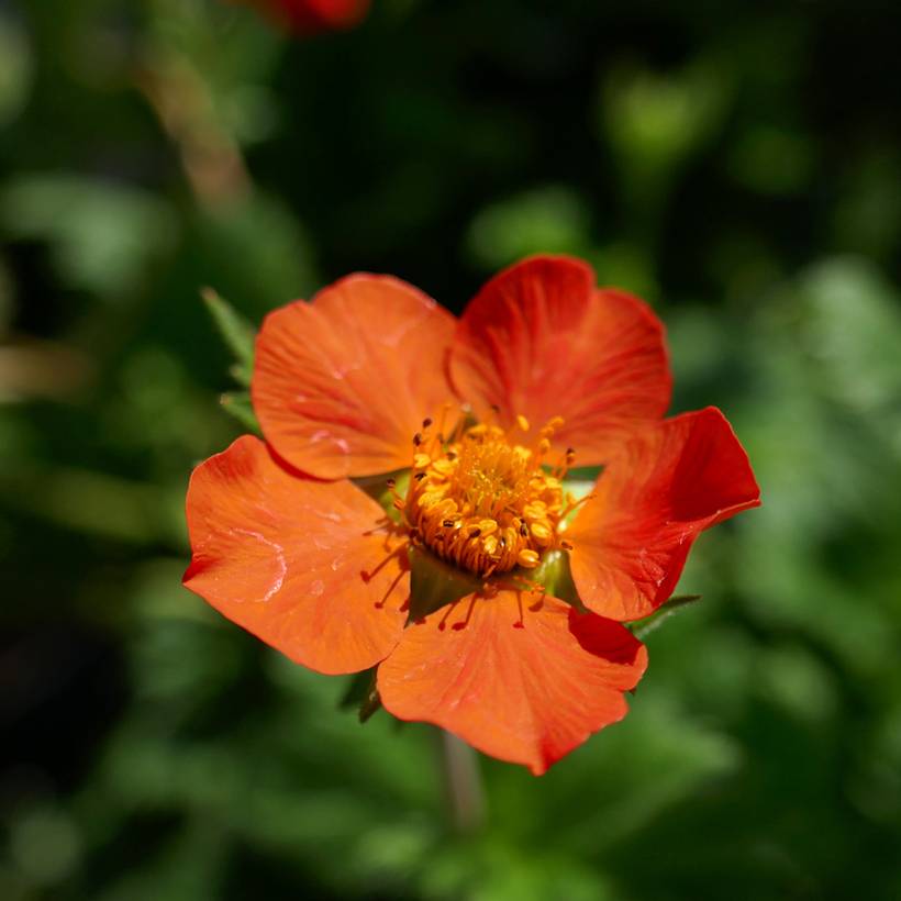 Geum coccineum Koi - Benoîte Godet de 8/9 cm