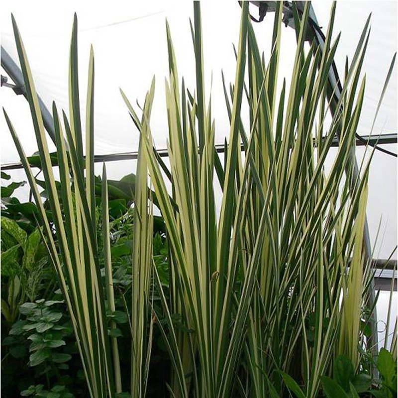 Acorus calamus Variegatus - Calame panaché Godet de 8/9 cm