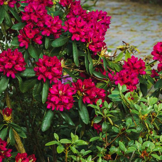Promesse de Fleurs - Rhododendron Midnight - Grand rhododendron Pot de 4L/5L