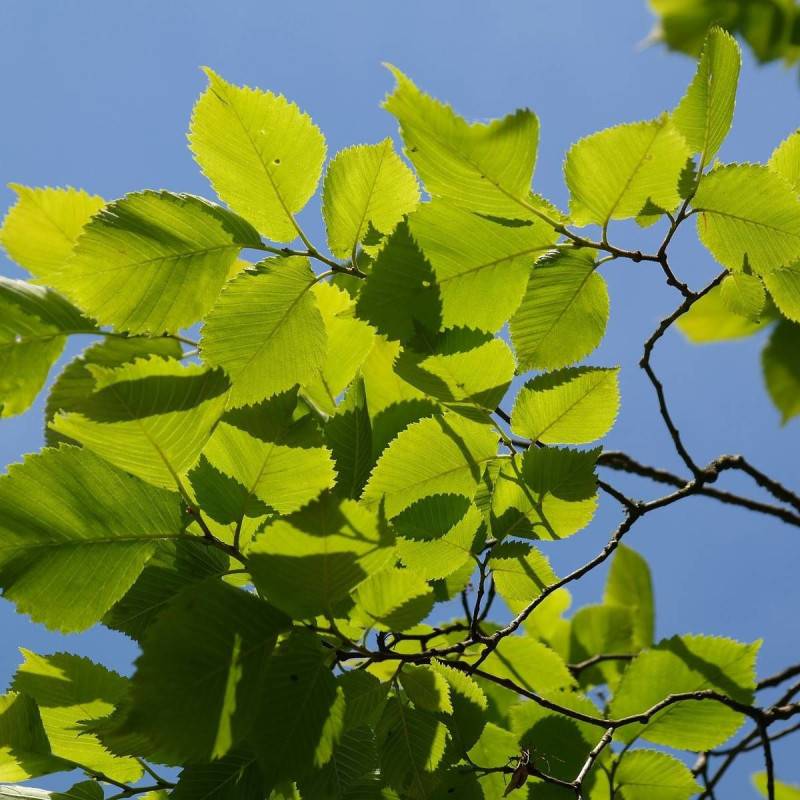 Orme LUTECE® 'Nanguen', Ulmus - Pot de 15L - Tige 14/16 - Haut. 150/175 cm - Image 1