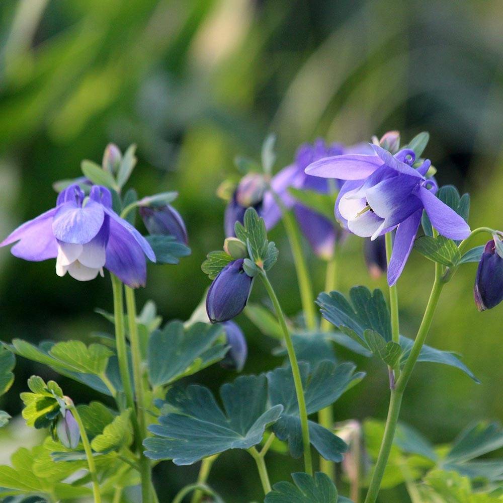Ancolie naine - Aquilegia flabellata Cameo Blue and White Godet de 8/9 cm
