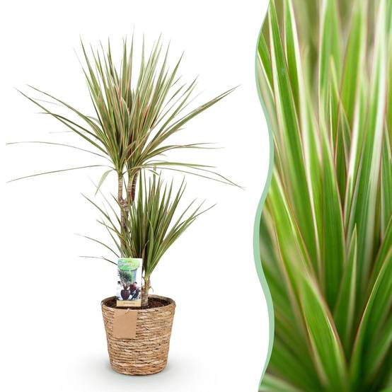 Dracaena Marginata Bicolor - Pot de 17cm - Plantes d'intérieur - Image 1