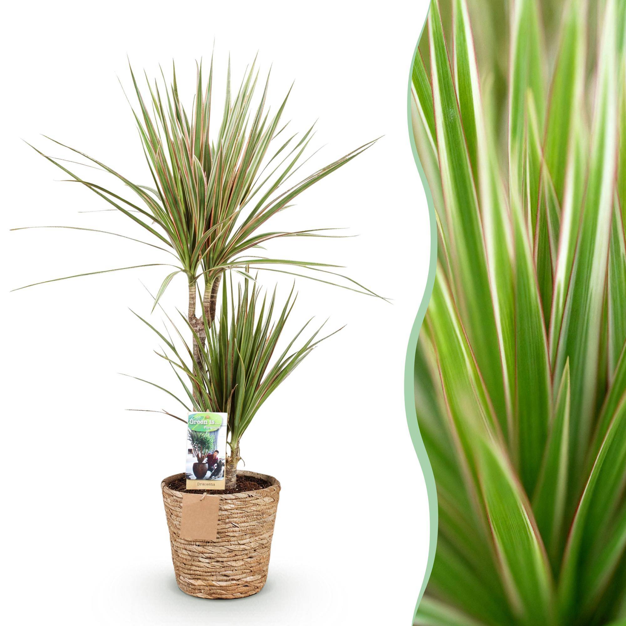 Dracaena Marginata Bicolor - Pot de 17cm - Plantes d'intérieur - Image 1