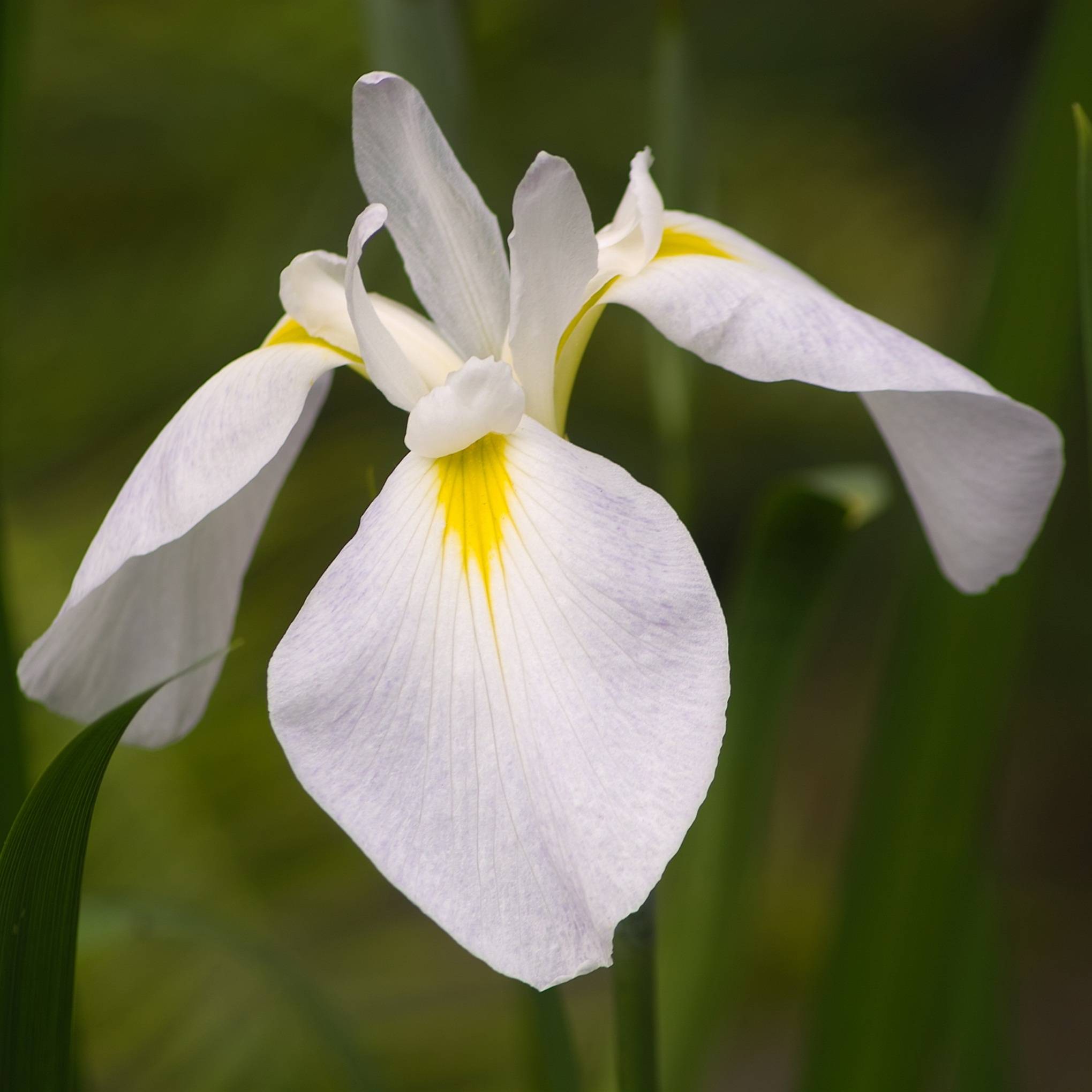 Iris blanc - Iris - Image 3
