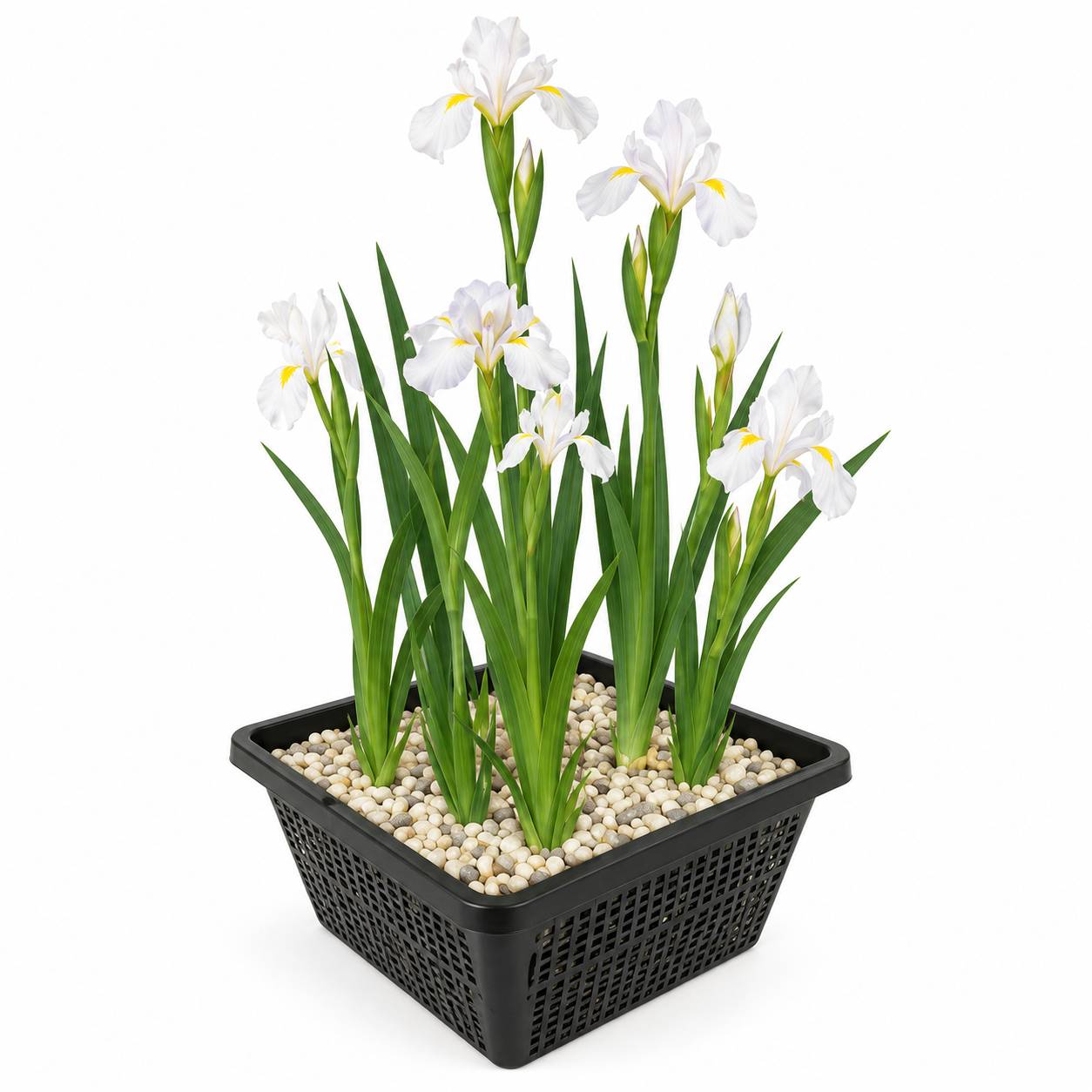 Iris blanc - Iris - Image 1