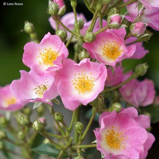 Promesse de Fleurs - Rosier arbustif Rosy Boom Rose (Abellio Spaniuc) Pot de 6L/7L