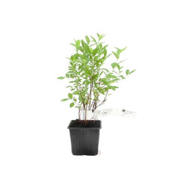 Spirée du Japon 'Little Princess' (Spiraea japonica 'Little Princess') - Godet - Taille 10/15cm - Pépinières Naudet - Image 2