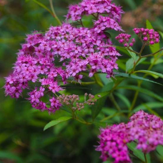 Spirée du Japon 'Little Princess' (Spiraea japonica 'Little Princess') - Godet - Taille 10/15cm - Pépinières Naudet - Image 1